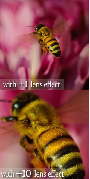 49mm +8 Close up Macro Lens Filter